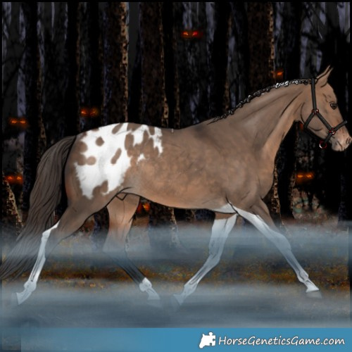 Horse Color:Bay Dun Tobiano Appaloosa Rabicano 