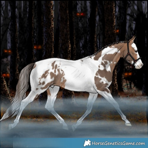 Horse Color:White Spotted Bay Dun Splash Tobiano Blanket Rabicano