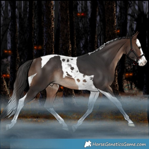 Horse Color:Brown Splash Tobiano Rabicano