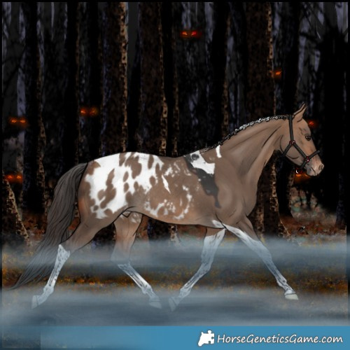 Horse Color:Bay Dun Tobiano Appaloosa Rabicano