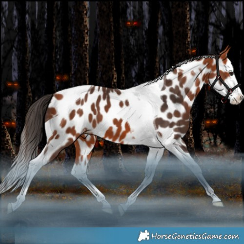 Horse Color:Bay Splash Tobiano Appaloosa