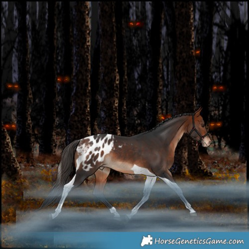 Horse Color:Bay Tobiano Appaloosa Rabicano 