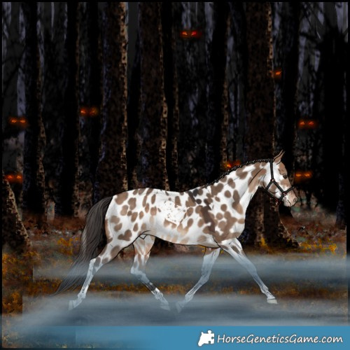 Horse Color:Bay Dun Tobiano Appaloosa Rabicano 