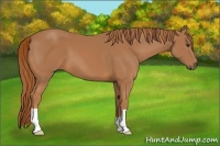 Horse Color:Chestnut 