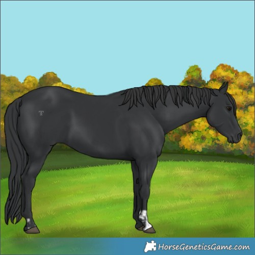 Horse Color:Black  and Black 