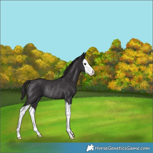 Horse Color:Smoky Black Splash Rabicano