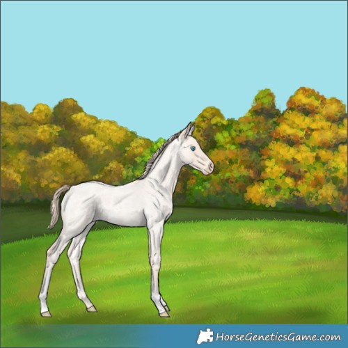 Horse Color:Perlino Roan Tobiano Rabicano