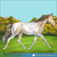 Horse Color:Amber Cream Champagne Dun Tobiano Varnish Rabicano 