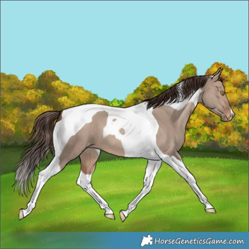 Horse Color:Sable Champagne Dun Tobiano Varnish 