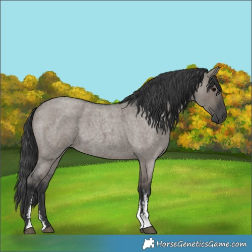 Horse Color:Grullo Roan Sabino Rabicano