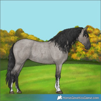 Horse Color:Grullo Roan Sabino Rabicano