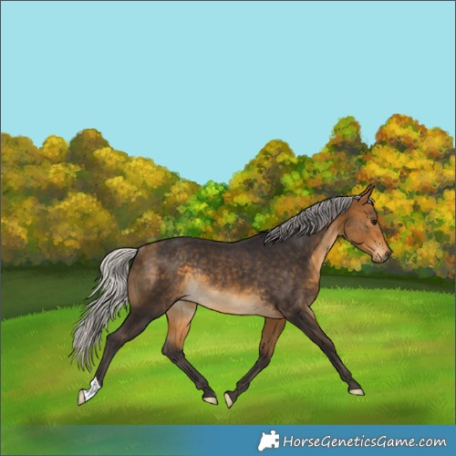 Horse Color:Silver Buckskin Rabicano