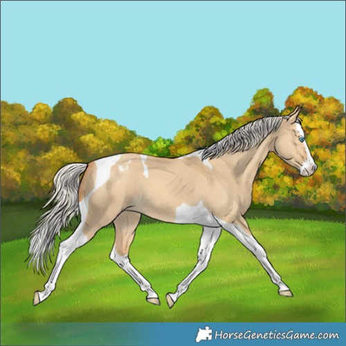 Horse Color:Silver Amber Cream Champagne Dun Splash Tobiano Varnish