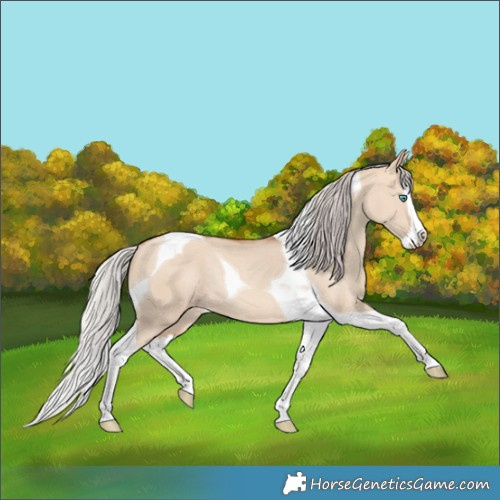 Horse Color:Silver Amber Champagne Dun Splash Tobiano Rabicano