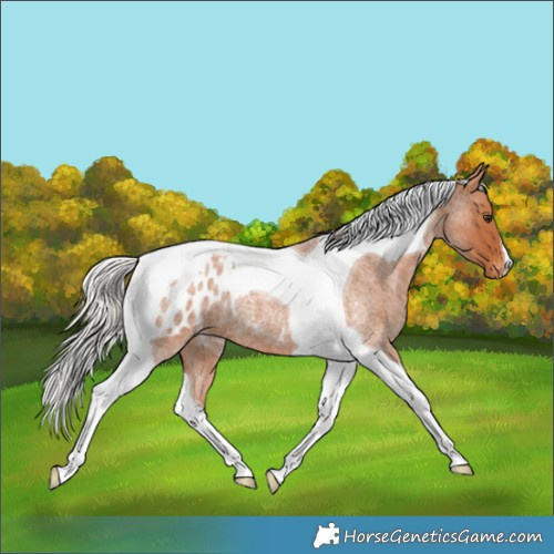 Horse Color:Silver Bay Roan Tobiano Blanket