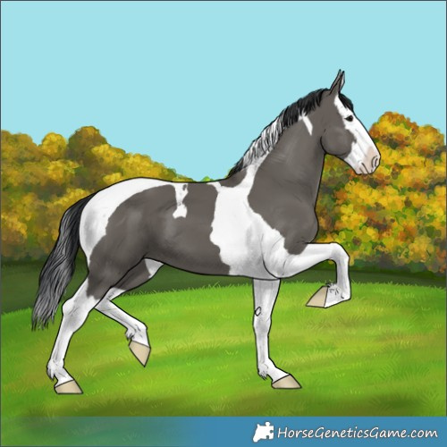 Horse Color:Grullo Splash Tobiano