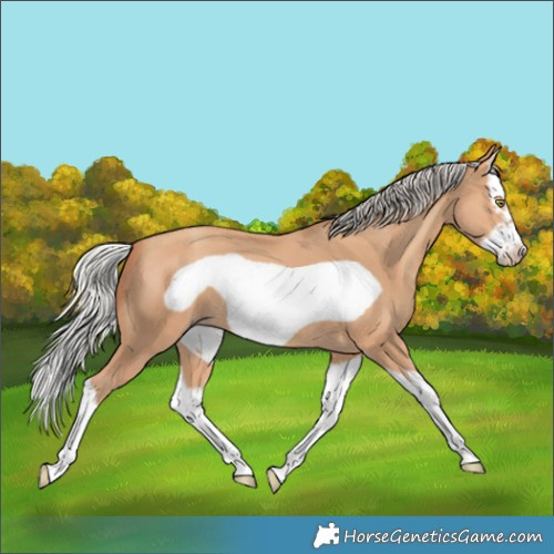 Horse Color:Silver Amber Champagne Splash Frame