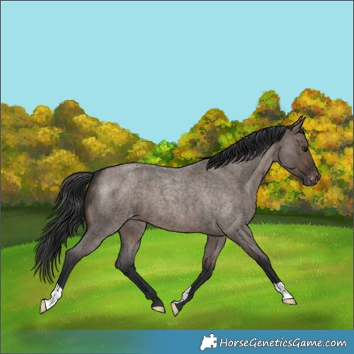 Horse Color:Brown Roan Dun Varnish