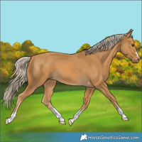 Horse Color:Palomino