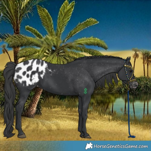 Horse Color:Black Blanket 