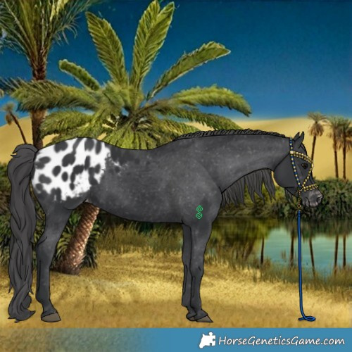 Horse Color:Black Appaloosa