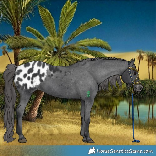 Horse Color:Black Blanket