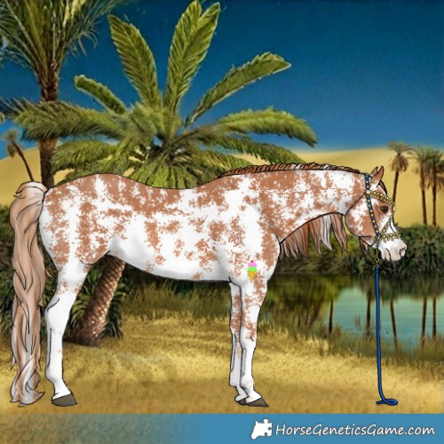 Horse Color:Chestnut Sabino