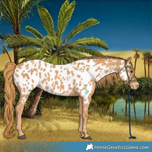 Horse Color:Chestnut Appaloosa 