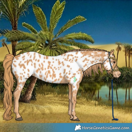 Horse Color:Chestnut Near Leopard
