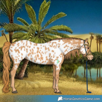 Horse Color:Chestnut Near Leopard