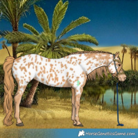 Horse Color:Chestnut Near Leopard 