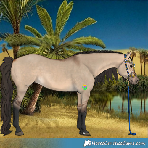 Horse Color:Bay Dun and Bay Dun