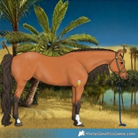 Horse Color:Bay 