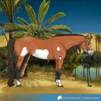 Horse Color:Bay Frame 