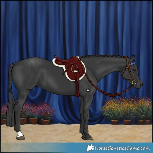 Horse Color:Black 