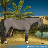 Horse Color:Grullo Rabicano 