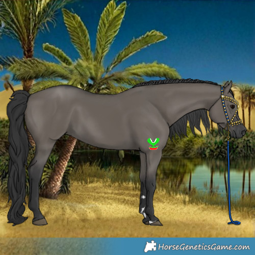 Horse Color:Grullo Rabicano