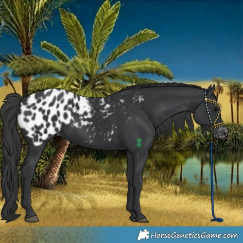 Horse Color:Black Blanket Rabicano 