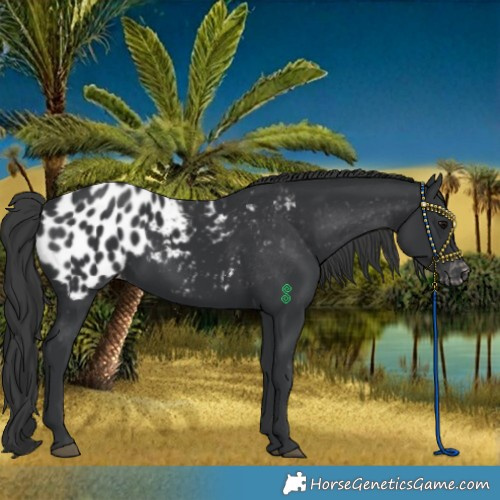 Horse Color:Black Appaloosa Rabicano