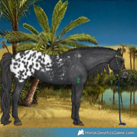 Horse Color:Black Blanket Rabicano