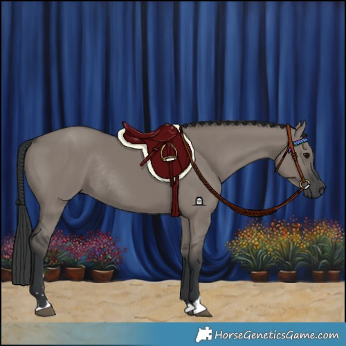 Horse Color:Grullo Rabicano 