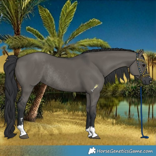 Horse Color:Grullo Rabicano 