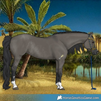 Horse Color:Grullo Rabicano 