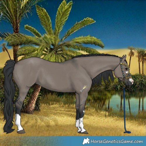 Horse Color:Grullo Rabicano