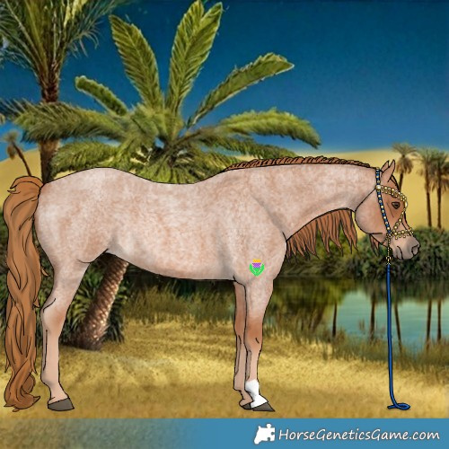 Horse Color:Red Roan Rabicano 