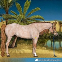 Horse Color:Red Roan Rabicano 