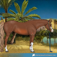 Horse Color:Chestnut 