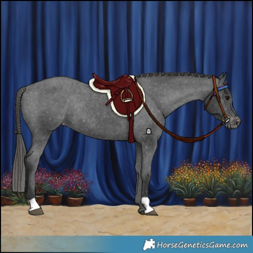 Horse Color:Black Varnish Rabicano 