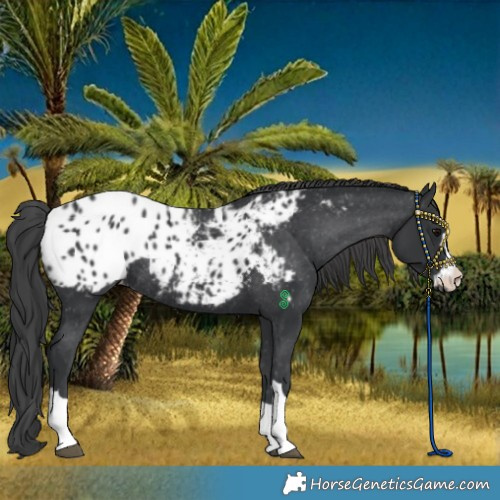 Horse Color:Black Blanket Rabicano
