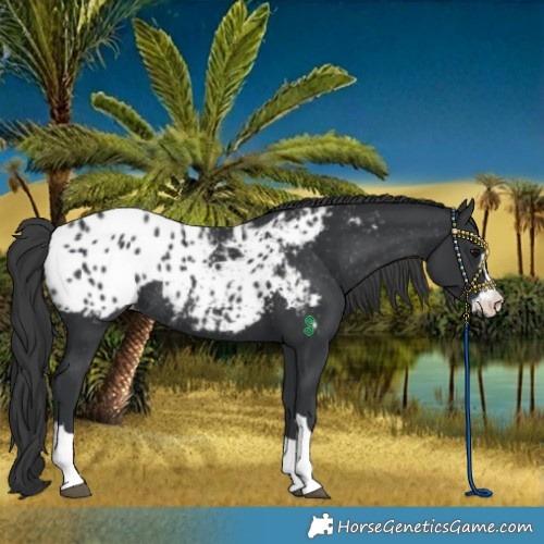 Horse Color:Black Appaloosa Rabicano 